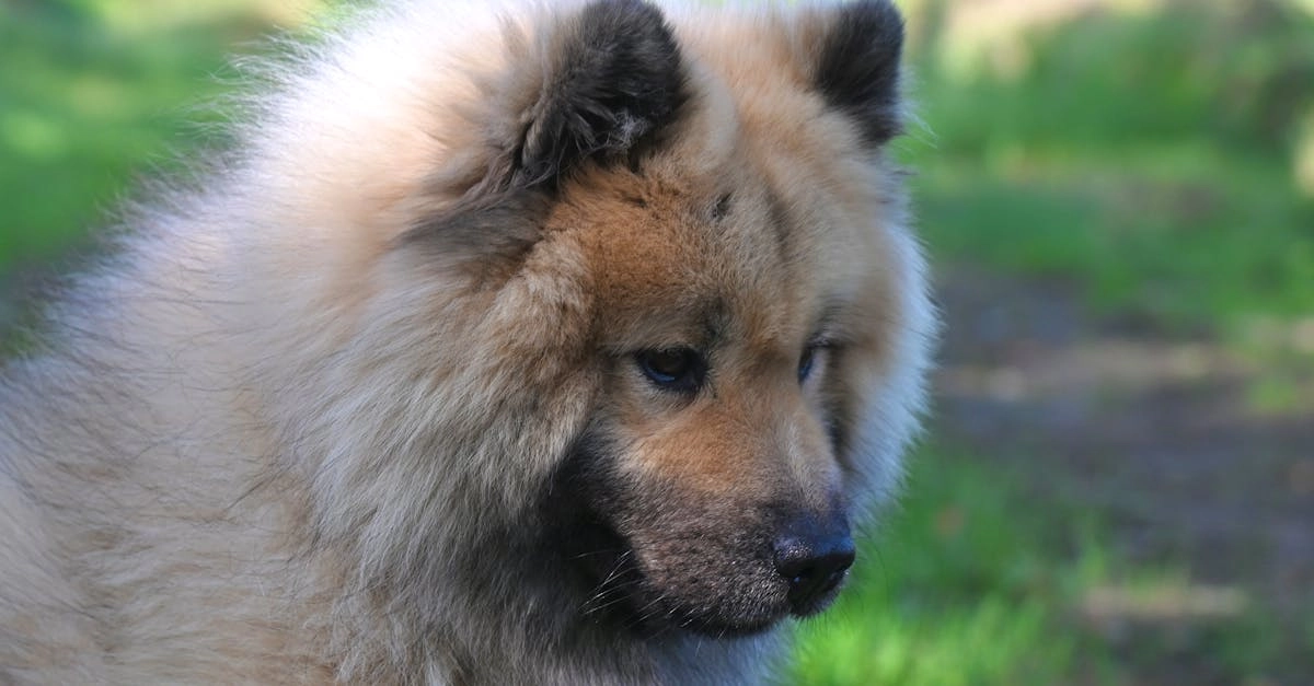 Программы лояльности казино без депозита для безопасной игры