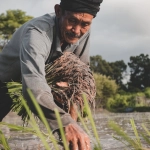 Слот игра с фермерской тематикой для старшего поколения