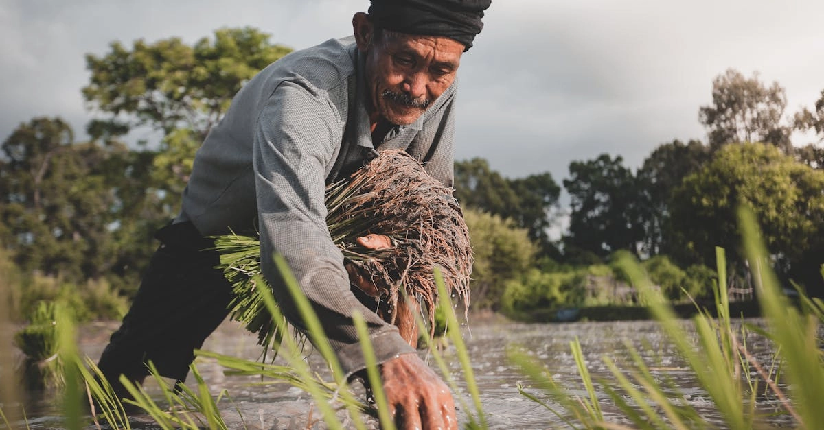 Слот игра с фермерской тематикой для старшего поколения